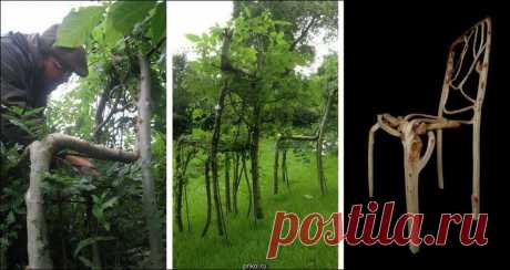 Британец выращивает мебель