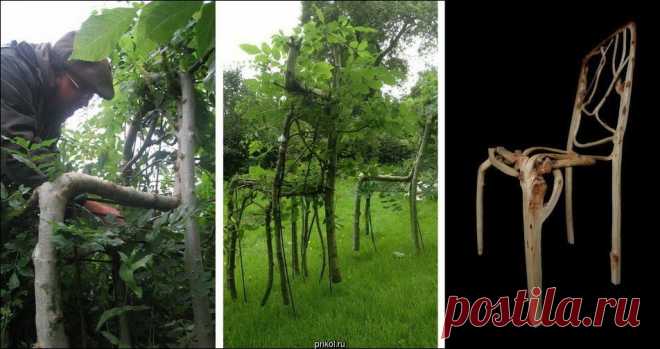 Британец выращивает мебель