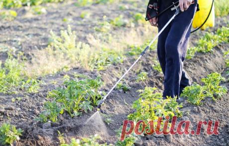 Почему почернела ботва у картошки и что с этим делать? | На грядке (Огород.ru)