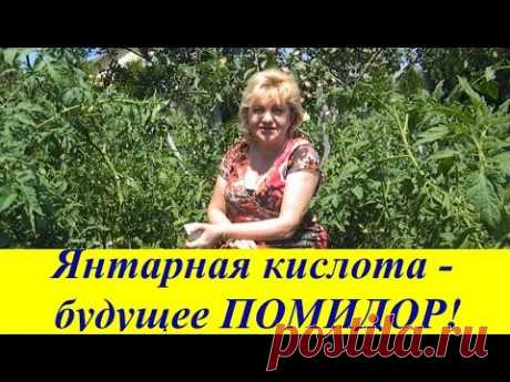ЯНТАРНАЯ КИСЛОТА -  БУДУЩЕЕ ПОМИДОР !