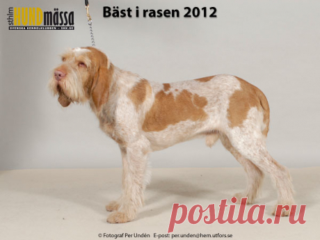 SPINONE Domare: SANDÖ SIV,   NAPROX CARLO PONTI Ägare: LUNDH TORBJÖRN, HALLARYD Uppfödare: VINNHED HJELTMAN IRENE, GRÅBO