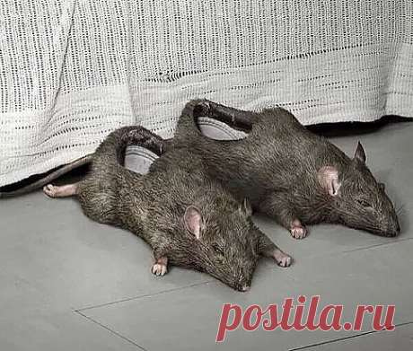 Купил тапки.. Тёщу в реанимацию увезли..