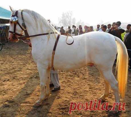 Pakistani horses