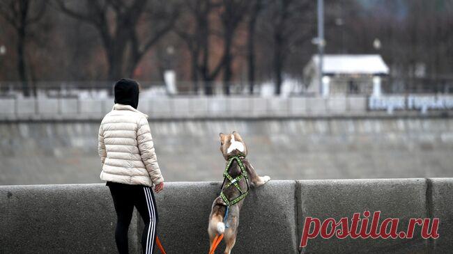 В России разработали программу обучения по собаководству