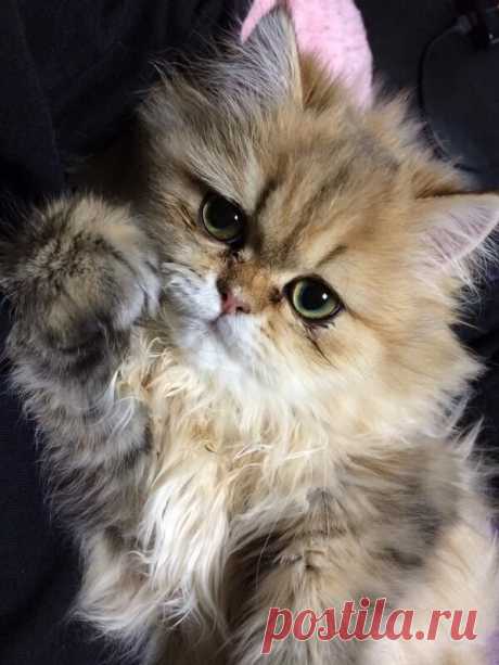 Pinterest