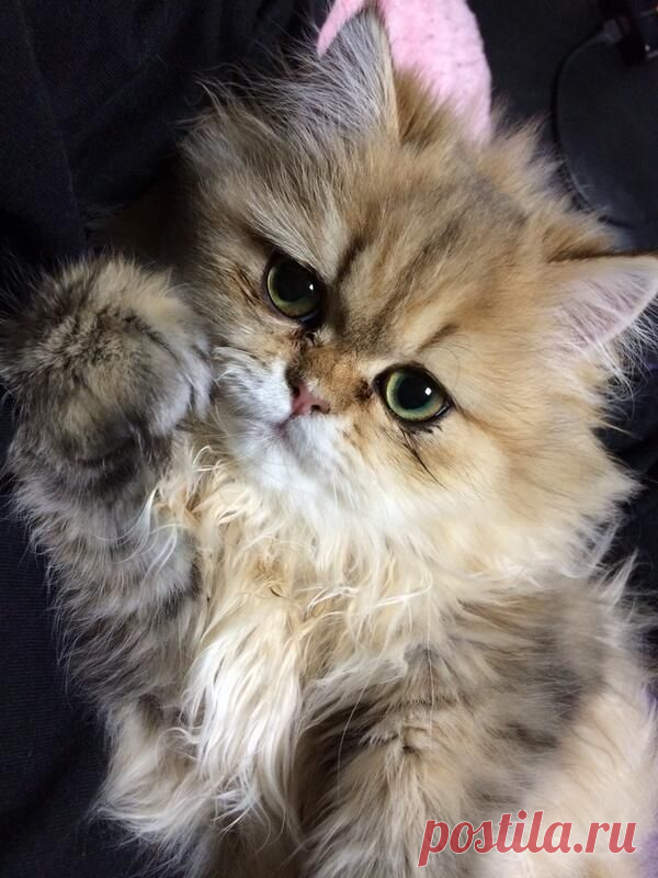 Pinterest