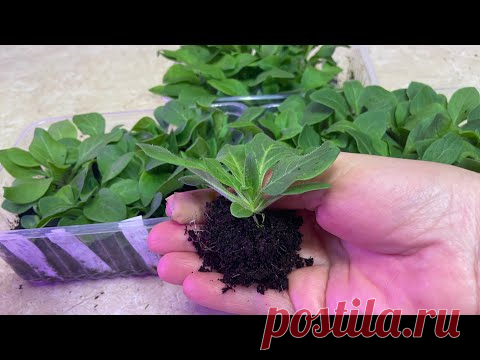 Мой способ пикировки петунии! Не люблю пикировать маленькую рассаду