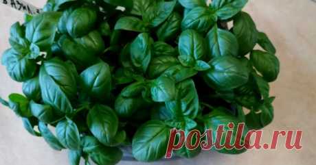 Посадите базилик в бутылку таким способом и получите целые заросли Базилик, хотя и является прихотливым и требовательным растением, на деле оказывается не таким сложным в выращивании, если соблюдать основные правила и воспользоваться некоторыми секретами бывалых огородников. По одному простому методу с использованием бутылки вы сможете вырастить сочный, мясистый,...