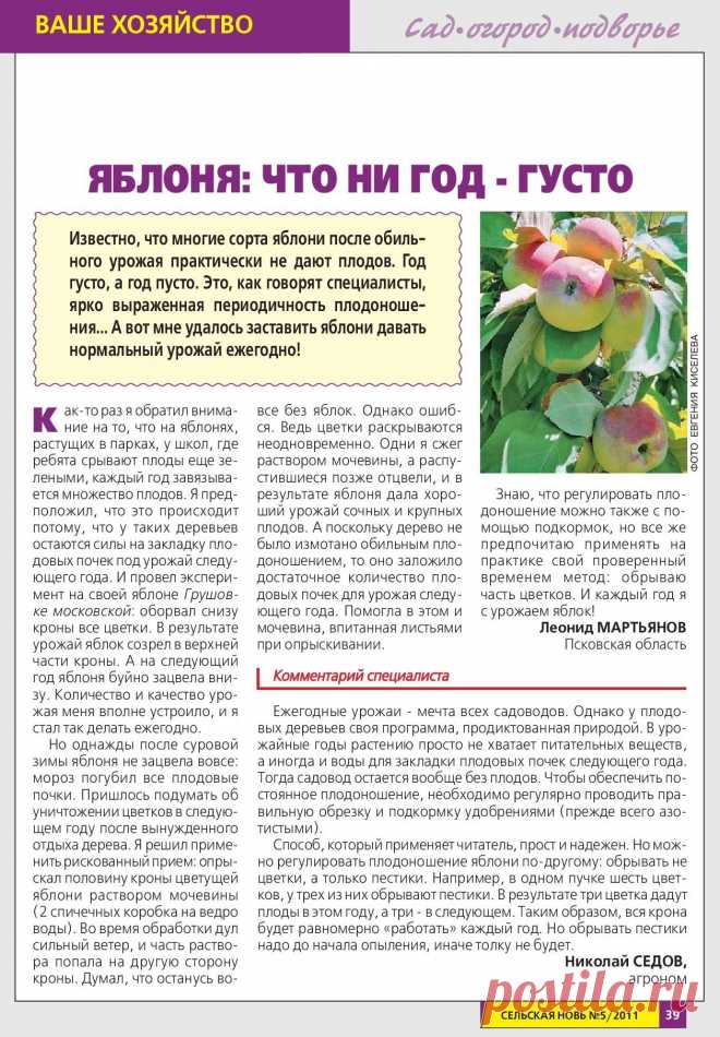 Как заставить яблони давать нормальный урожай ежегодно