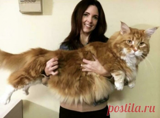 Гляди, какой котище — здоровенный! Подборка ну очень больших котанов, которых трудно назвать «котиками»