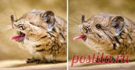 17 животных, которые не нашли общий язык с генетикой Маленькие несовершенства делают нас по-настоящему уникальными. Но это правило распространяется не только на людей, ведь братья наши меньшие тоже могут выглядеть довольно непривычно. В этой фотоподборке мы поделимся с вами лишь малой частью действительно неординарных животных, существующих сегодня.