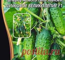 Огурец Пучковое великолепие F1 семена - низкая цена, описание, отзывы, продажа
