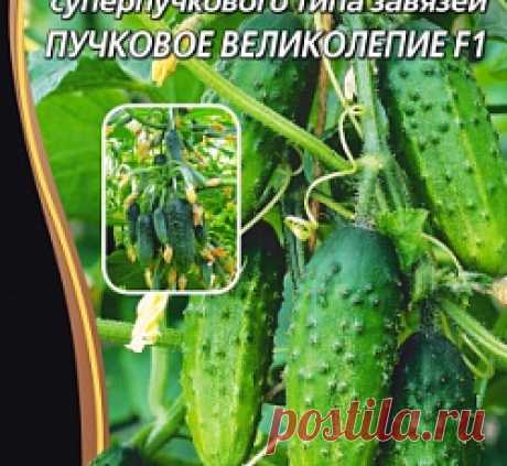 Огурец Пучковое великолепие F1 семена - низкая цена, описание, отзывы, продажа