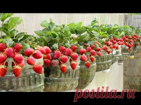 Нет необходимости в саду, выращивание клубники дома очень просто и дает много фруктов.