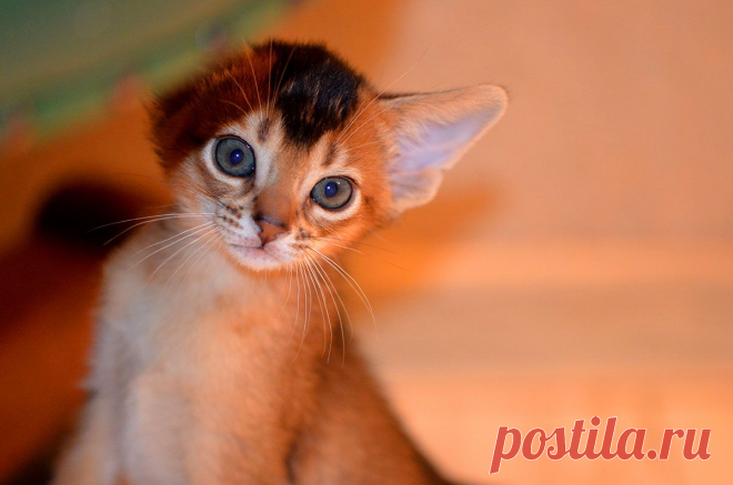 Абиссинский котенок , питомник абиссинских кошек Super-Aby