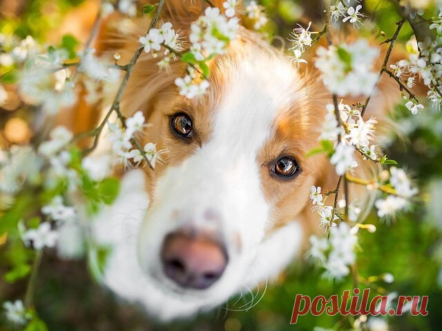 ༺🌸༻Доброе утро!