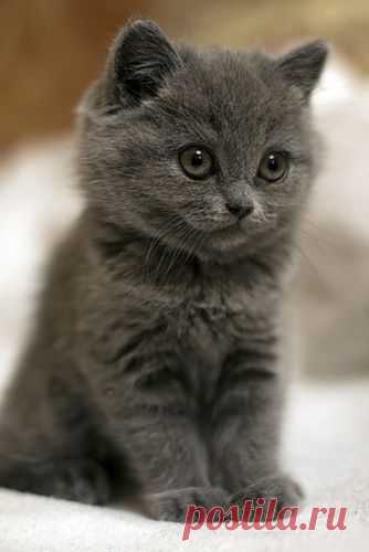 gray kitten | cuties