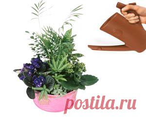 Полив растений