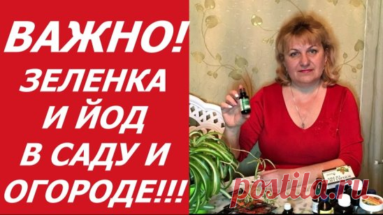 ПОЛЕЗНЫЕ СОВЕТЫ:
Йод и зеленка увеличат урожай и спасут от болезней.
Всем огородникам хочется выращивать и есть чистые овощи. Поэтому на своем участке стараются как можно реже применять ядохимикаты, пытаются по возможности обходиться народными средствами. Многие из них и в самом деле эффективны. Но не все знают,что обыкновенная зеленка и йод помогут победить огурцам некоторые болезни и дать отличный урожай.
1. Порой огурцы гибнут от прикорневой гнили.
Для этого нужно поливать огурцы после сбо