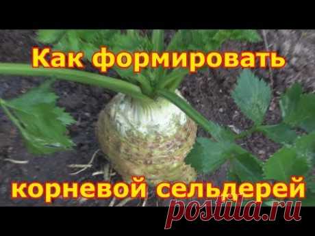 Корневой сельдерей - выращивание и уход, секреты хорошего урожая