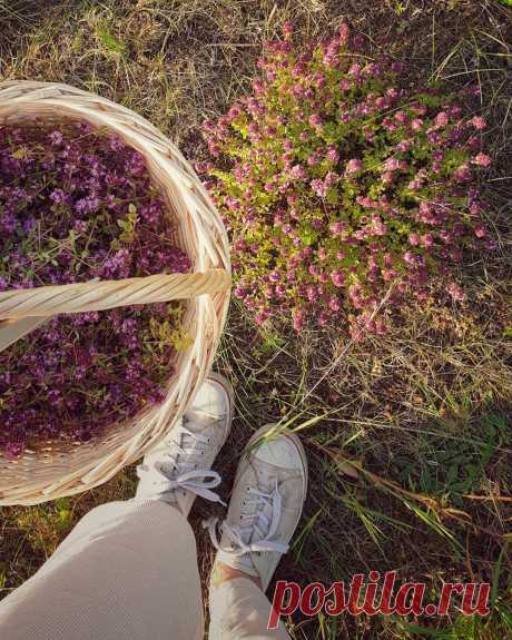 Дом🔸️Декор🔸️Сад🌿Minsk в Instagram: «Липа, мелисса, чабрец, ромашка, иван-чай, лист смородины, малины, вишни, земляники... Самое время свежих и ароматных! Собираю сама, не мою,…»