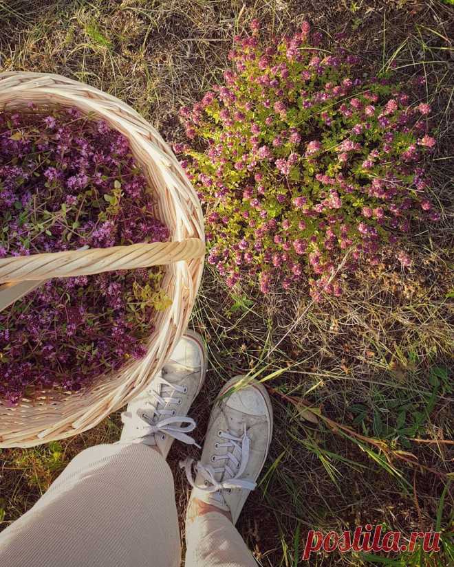 Дом🔸️Декор🔸️Сад🌿Minsk в Instagram: «Липа, мелисса, чабрец, ромашка, иван-чай, лист смородины, малины, вишни, земляники... Самое время свежих и ароматных! Собираю сама, не мою,…»