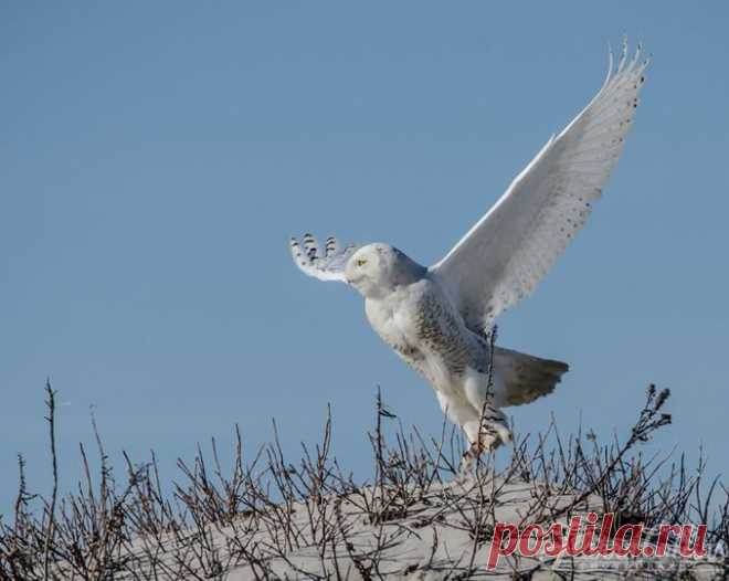 Roy Mangersnes - Photos of The Owl Pages
