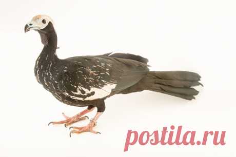 A Vulnerable Bare Faced Curassow Crax Fasciolata At The Faunia Zoo Stock Photo | Getty Images