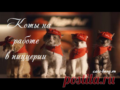 Коты - лучшие работники пиццерии =) Cats are working in a pizzeria - YouTube