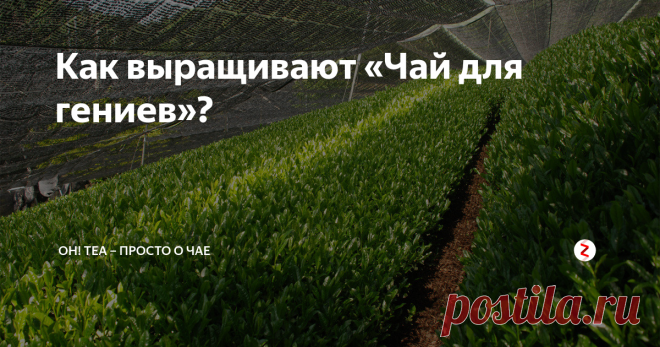 Как выращивают «Чай для гениев»? Гёкуро (дословно – «Драгоценная капля», «Жемчужная капля»; в простонародье – «Чай для гениев») – это самый благородный и дорогой сорт японского чая.