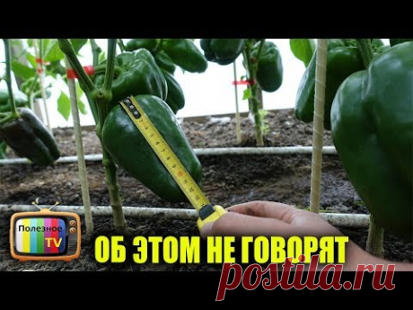 СМОТРИ ПОКА НЕ УДАЛИЛИ СЕКРЕТЫ ГИГАНТСКОГО УРОЖАЯ ПЕРЦЕВ ОБ ЭТОМ НЕ ГОВОРЯТ