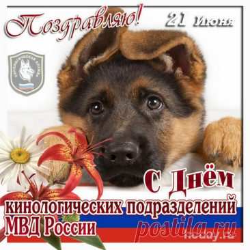 Когда в ладошки нос уткнут холодный —
Как у ребёнка сердце замирает.
Так пусть твоя работа год от года
Стране и людям пользу доставляет!
С Днем кинолога!