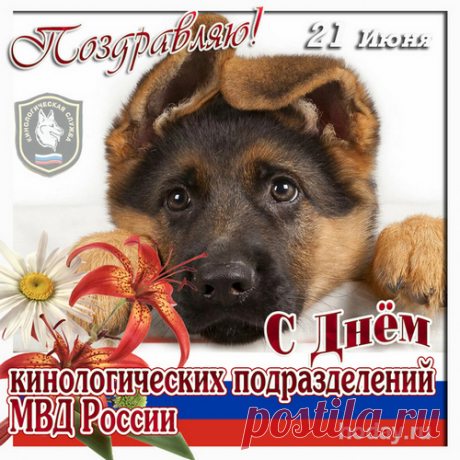 Когда в ладошки нос уткнут холодный —
Как у ребёнка сердце замирает.
Так пусть твоя работа год от года
Стране и людям пользу доставляет!
С Днем кинолога!