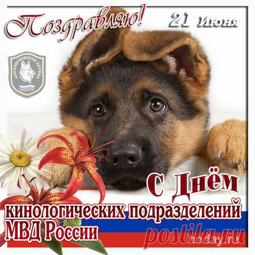Когда в ладошки нос уткнут холодный —
Как у ребёнка сердце замирает.
Так пусть твоя работа год от года
Стране и людям пользу доставляет!
С Днем кинолога!