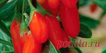 Как посадить ягоды годжи:секреты выращивания суперфуда