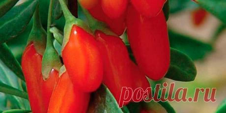 Как посадить ягоды годжи:секреты выращивания суперфуда