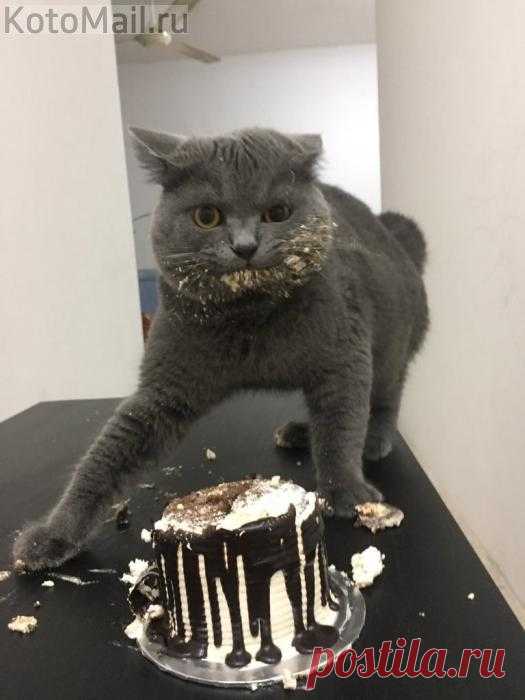 С Днём Кошек, наши милые и нежные создания!