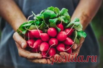 Вкусные весенние салаты. Рецепты с фото настроят на нужный лад Салатики для природы и для дома