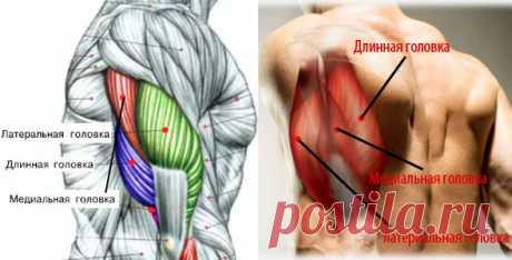 Как накачать трицепс? | Sport My Way | Sport - My Way