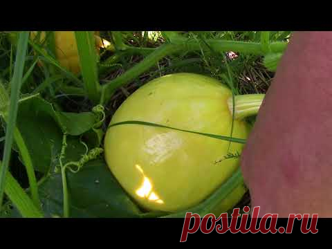 Летний обзор солнечного участка художника в деревне