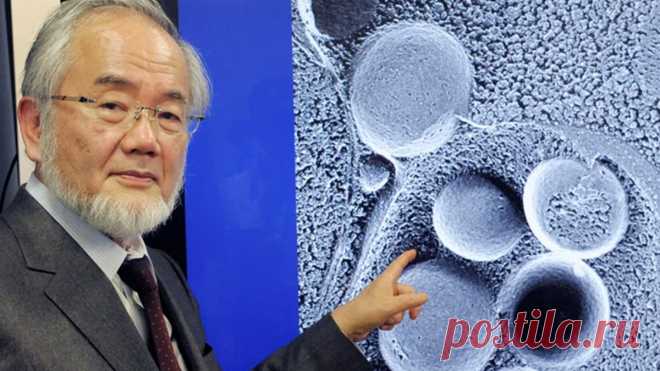 Принцип питания, замедляющий старение и развитие деменции, за которое микробиолог получил Нобелевскую премию | Женская территория | Дзен