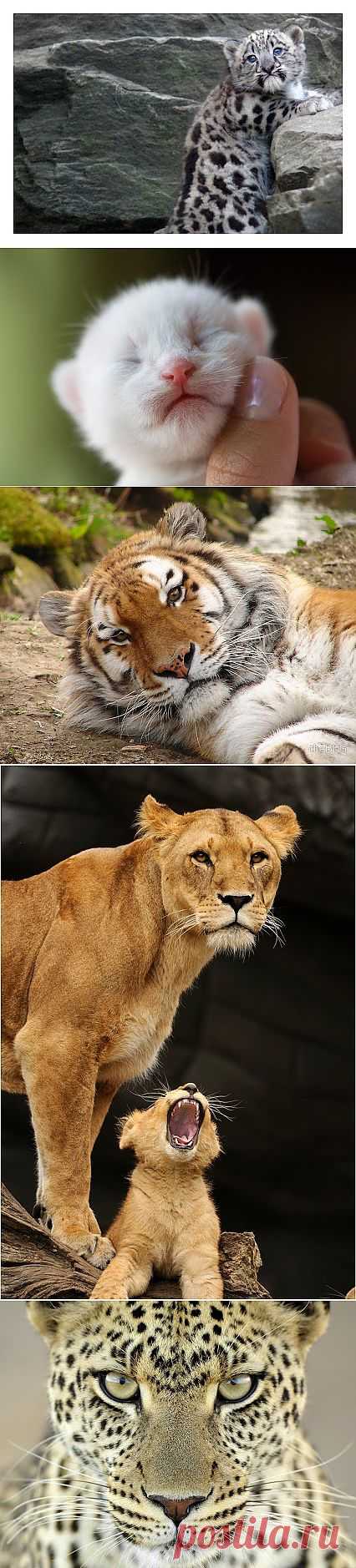 Николай Кедр – Google+