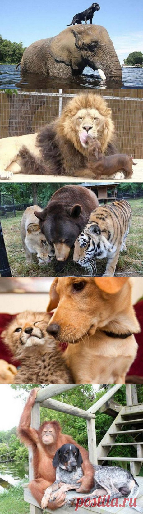 Когда звери по-настоящему дружат… :)