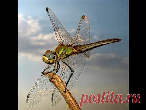 Как сделать коллаж в Picasa