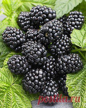 Ежевика (сорт 'Navaho')