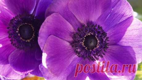 macro-flowers-purple-petals-1.jpg (1920×1080)