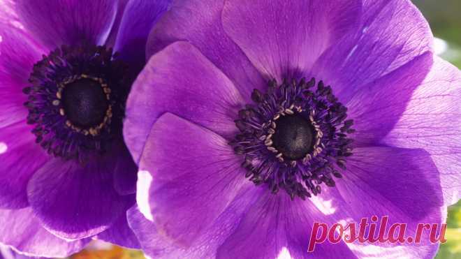 macro-flowers-purple-petals-1.jpg (1920×1080)