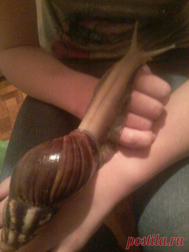 мои ахатинки