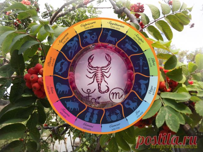 Гороскоп для Скорпиона с 7 августа по 3 сентября 2023 

♏ ✨ Автор: астролог Нина Стрелкова. 
✧ Во второй половине августа Марс в гармоничных аспектах с Ураном и Плутоном, что усиливает творческую активность и изобретательность. Кстати, все три эти планеты являются покровителями знака Скорпиона. Но в это же время Марс в оппозиции с Нептуном, а это аспект напряженный и несет риск отравлений, ожогов, опасности от воды и иных жидкостей и химических веществ. Не забывайте о мерах безопасности...