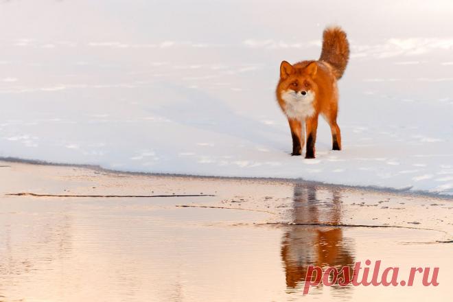 35PHOTO - Денис Будьков - Хитрюга